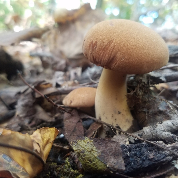 Meet your Posher, Chelsey - Picture 10 of 16